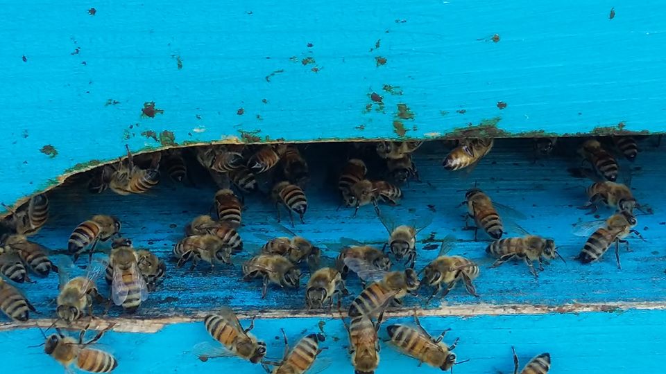 apicolturaboniforti